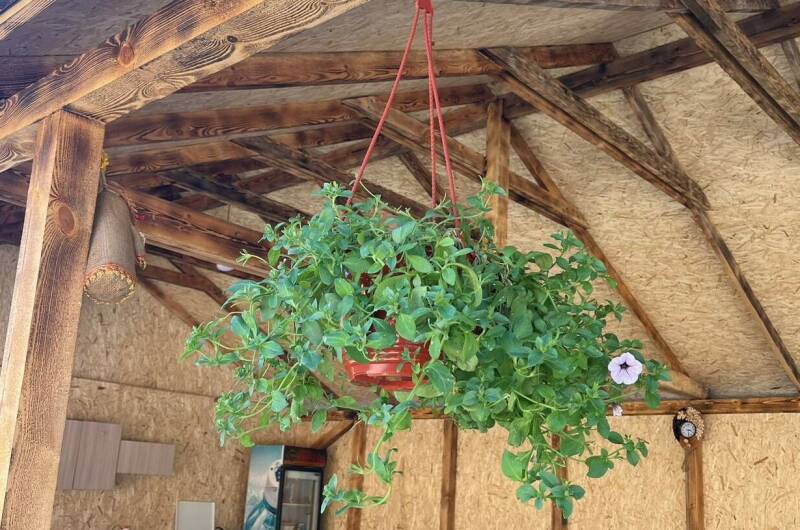 Гостевой дом «Пальма»