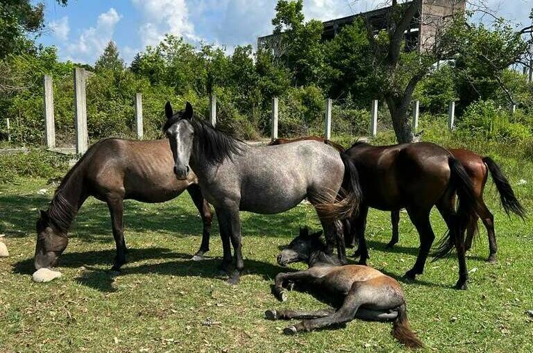 «Эко» домик