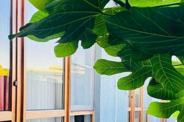 Частная гостиница «Luxor»