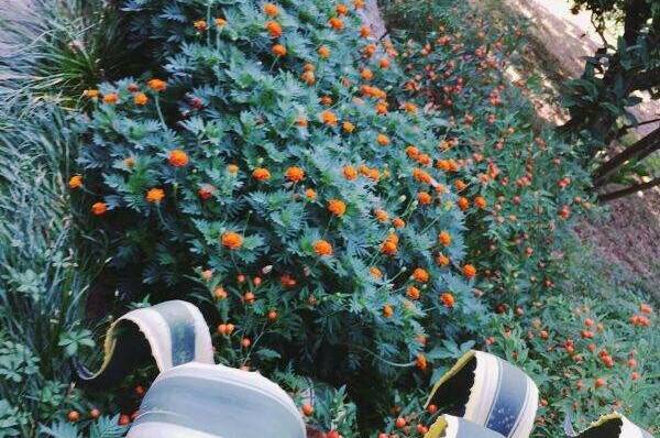 Частный сектор «Цветущий рай»