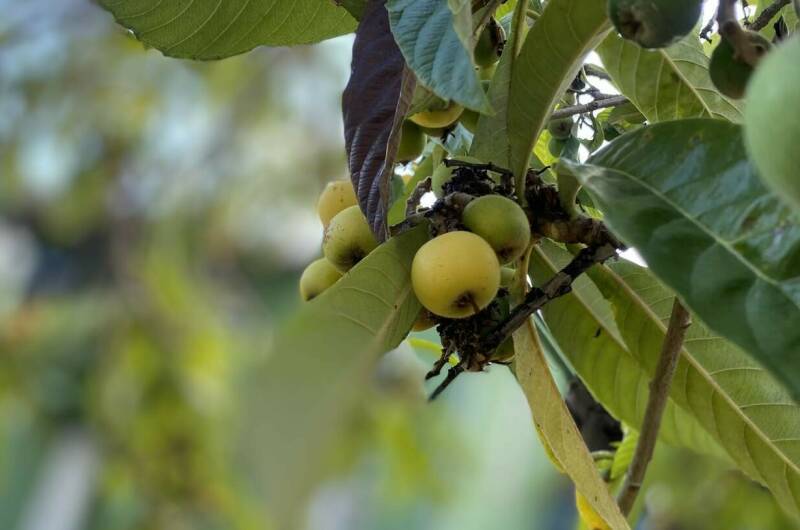 Коттедж «Green Dacha»