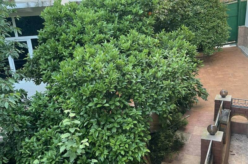 Гостевой дом «Апельсин»