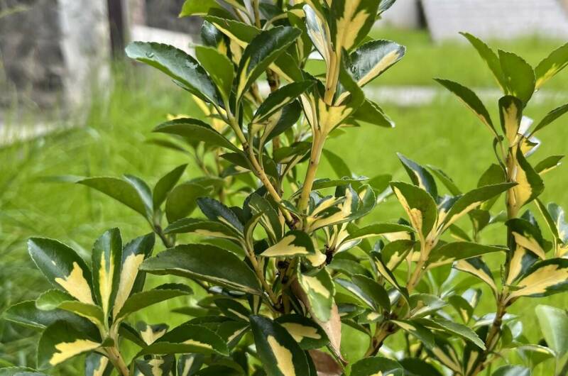 Гостевой дом «Олимпия»