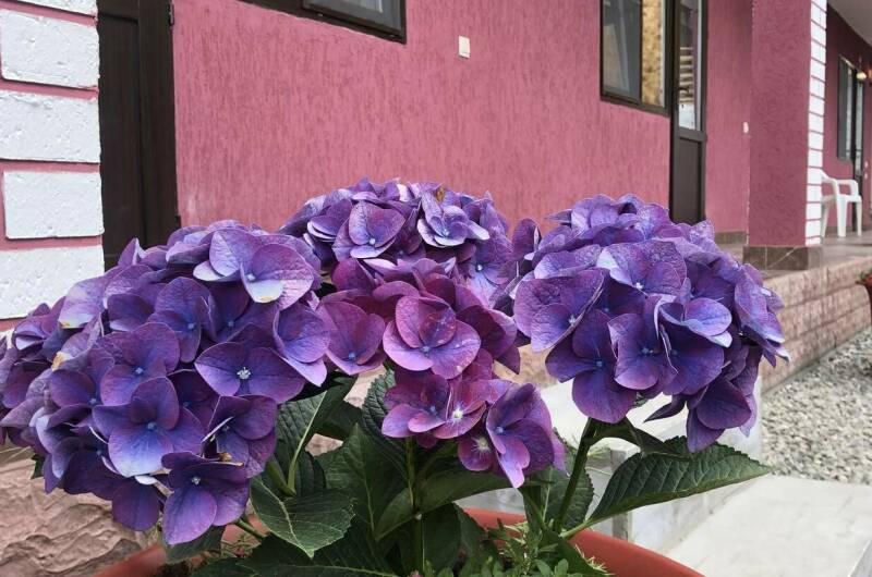 Гостевой дом «Пегас»