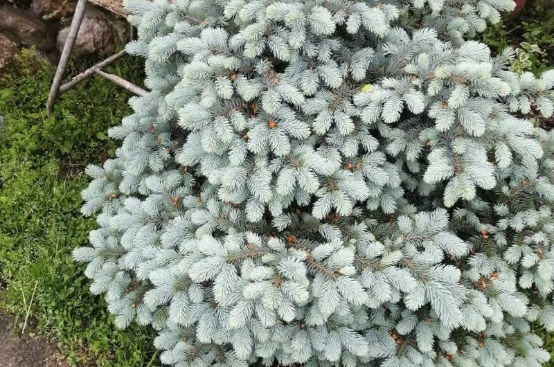 Гостевой дом «Фиалка»