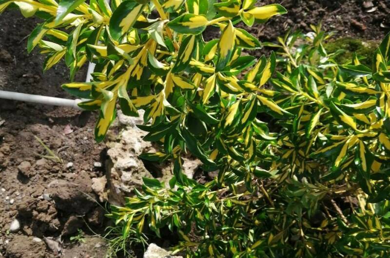 Гостевой дом «Фиалка»