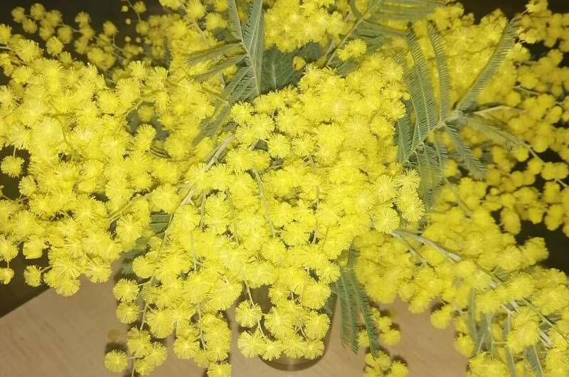 Гостевой дом «Фиалка»