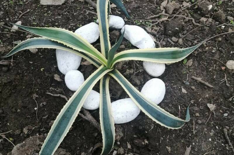 Гостевой дом «Фиалка»