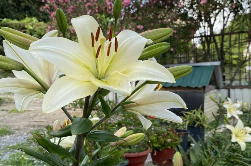 Гостевой дом «Райский Сад»