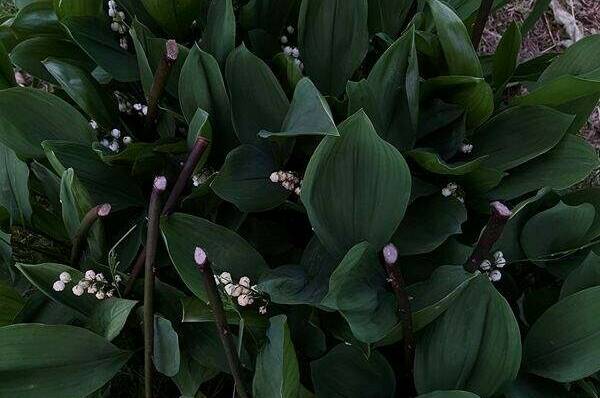 Гостевой дом «Камила»