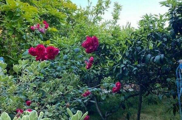 Гостевой дом «Аслан»