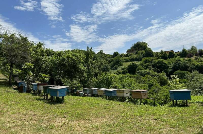 Гостевой дом «Ася и Миша»