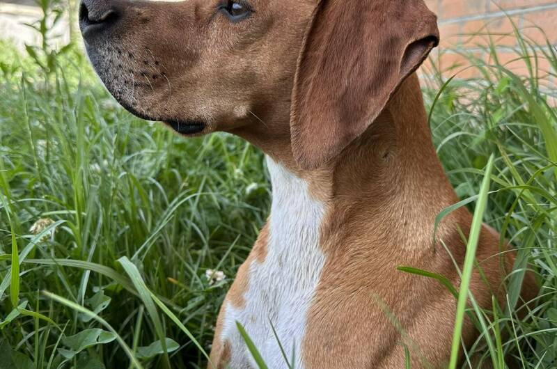 Мини-гостиница «Язон»