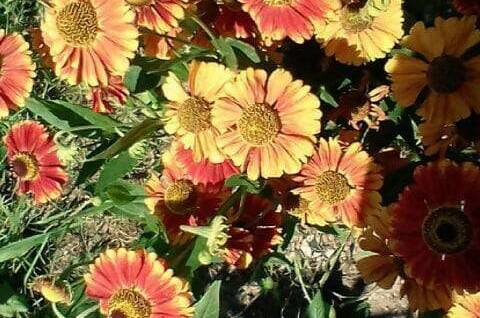 Дом по ключ Степная 8