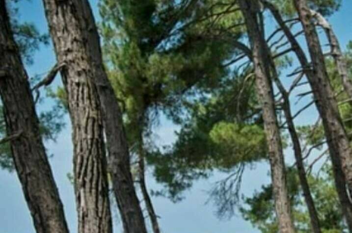 Гостевой дом «Raiskiy Ugolok»