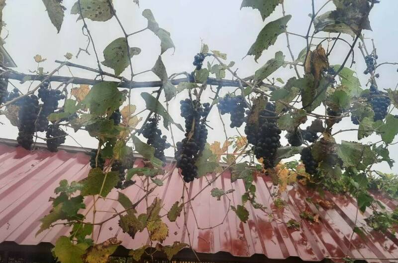 Гостевой дом «Цандрипш»