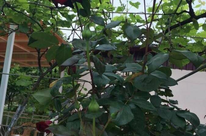 Гостевой дом «У Валентины»