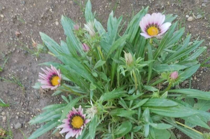 Гостевой дом на Адыгаа