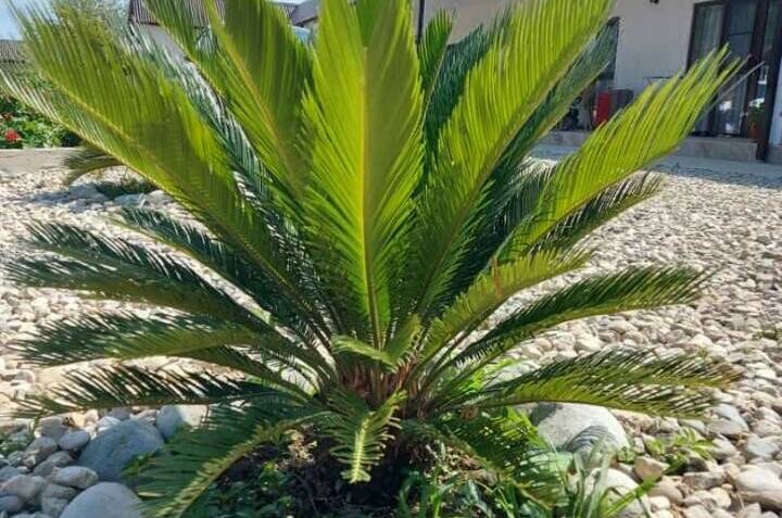 Частный дом «Ариана»