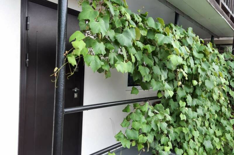 Частный сектор «Сусанна»