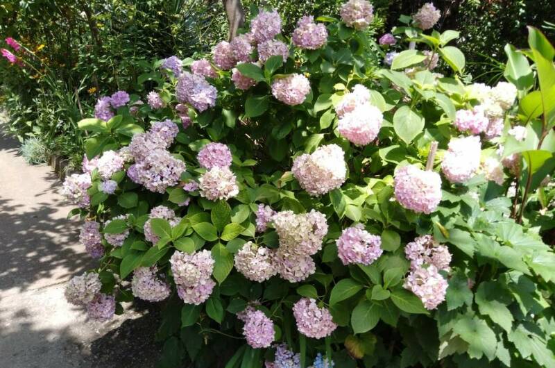 Частный сектор «Толемита»