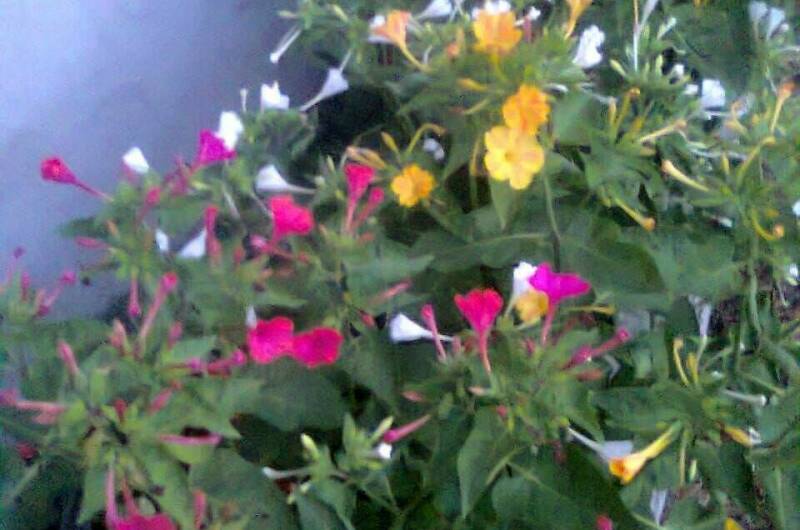 Частный сектор «У Ребеки»