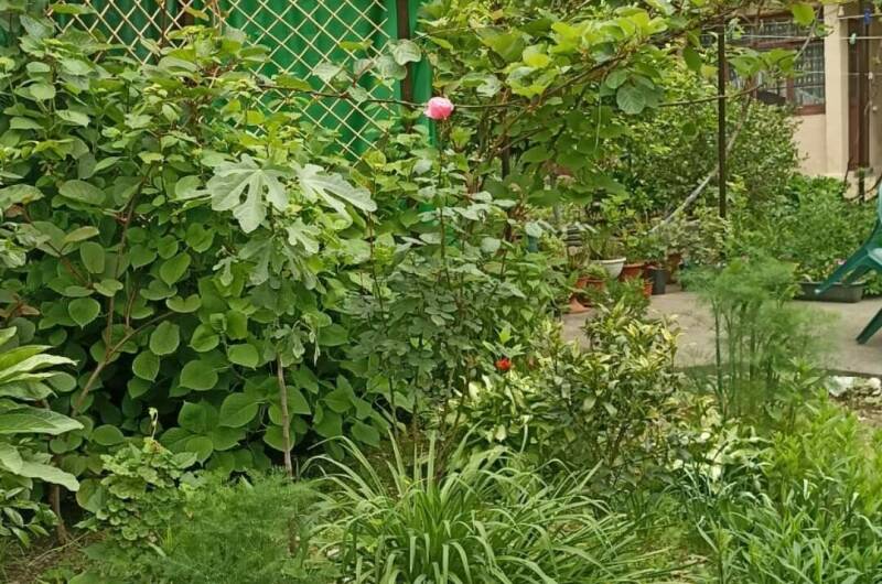 Частный дом в Жоэкварском ущелье