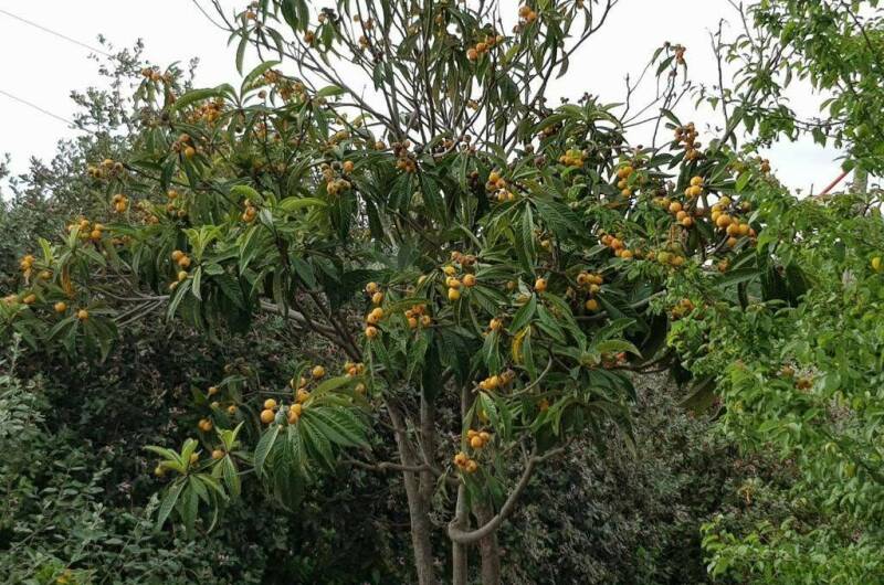 Гостевой дом «Цитрус»