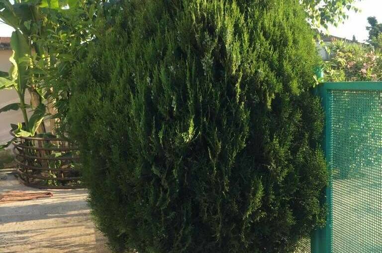 Гостевой дом «Ася»