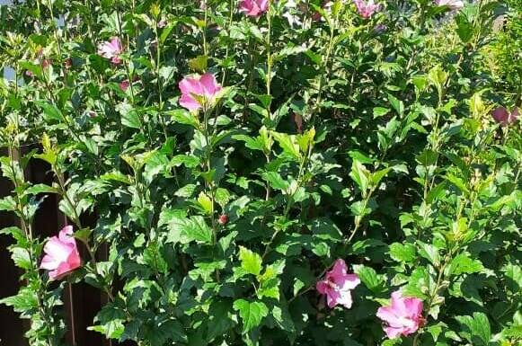 Гостевой дом «Мечта»