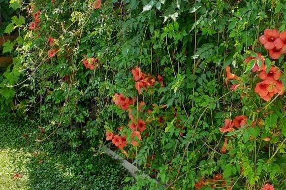 Гостевой дом «Мечта»