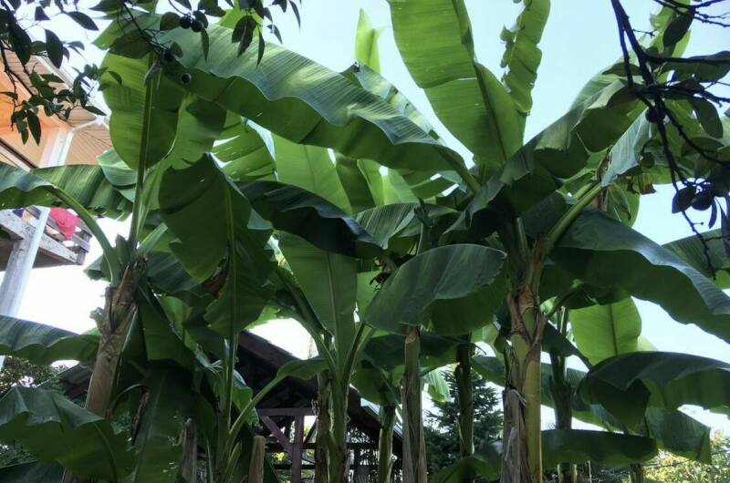 Гостевой дом «Атлант»