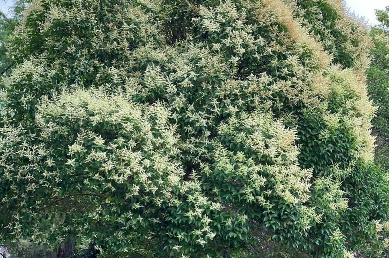 Частный сектор