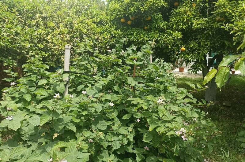 Гостевой дом «У Артура и Сусанны»