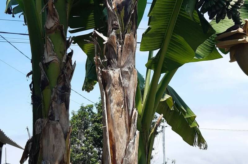 Гостевой дом «У Аведиса и Марины»