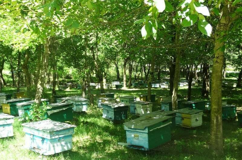 Гостевой дом «У Азы»