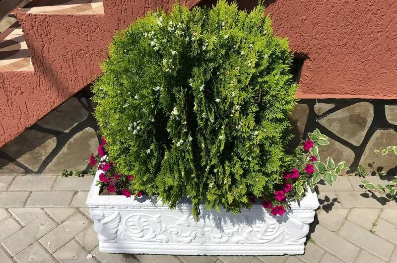 Отель «Пекан»