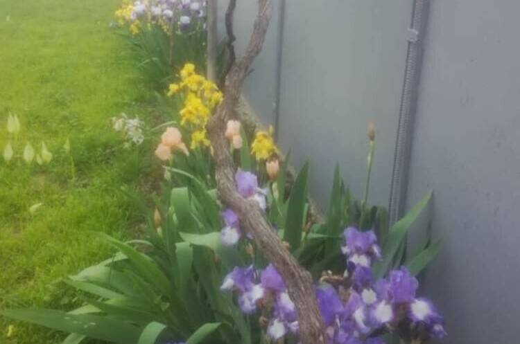 Гостевой дом «Мандариновый рай»