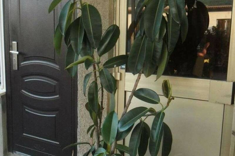 Гостевой дом «Мартин»