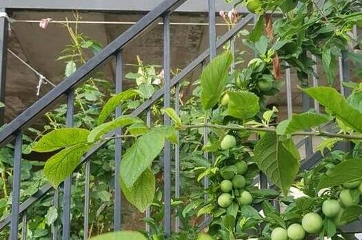 Гостевой дом «Кристина»