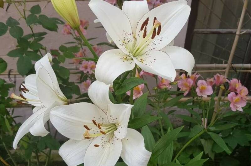 Гостевой дом «Кристина»