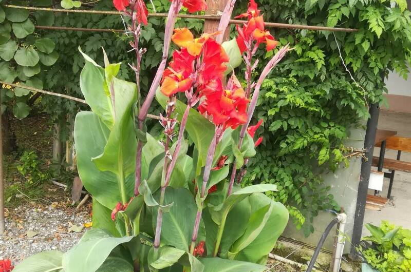 Частный сектор «У Сусанны»