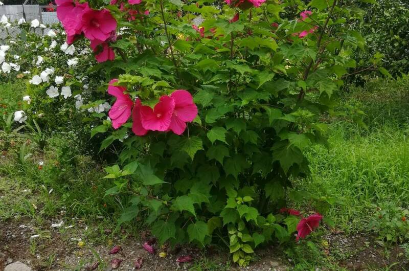 Частный сектор «У Сусанны»