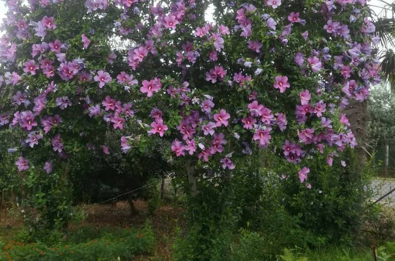 Частный сектор «У Сусанны»