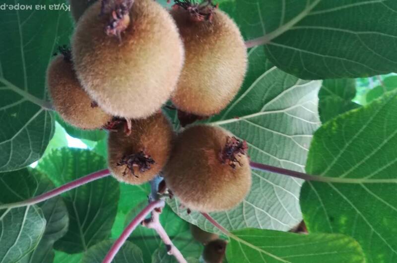 Частный сектор «У Сусанны»