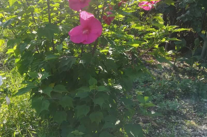 Частный сектор «У Сусанны»