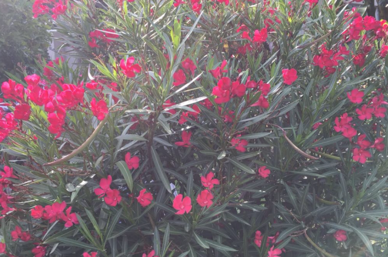 Гостиница «Святая Абхазия»