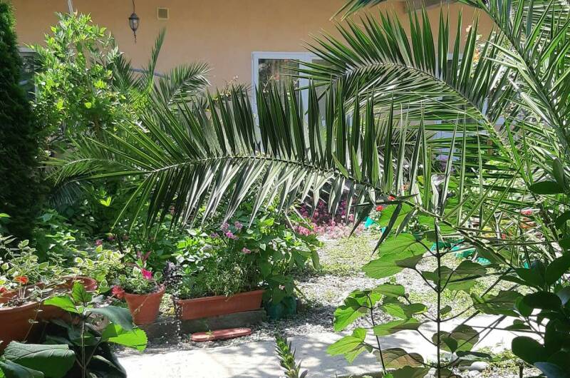 Гостевой дом «Две пальмы»