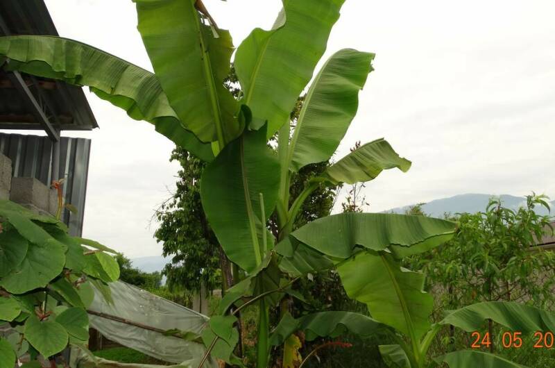 Гостевой дом «Две пальмы»