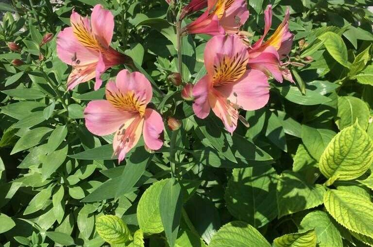 Гостевой дом «SoFitel-GagrA»